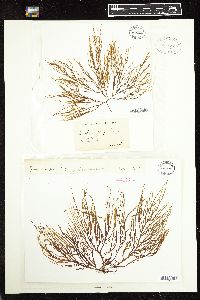 Gracilaria compressa image