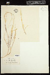 Gracilaria flagelliformis image