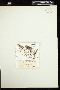 Gracilaria purpurascens image