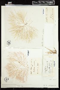 Griffithsia crassiuscula image