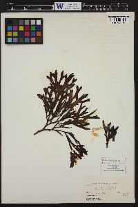 Fucus evanescens image