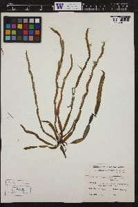 Scytosiphon lomentaria image