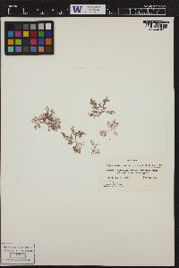 Pterothamnion orbignianum image