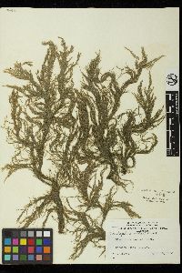 Cladophora sakaii image