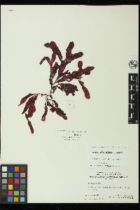 Ozophora clevelandii image