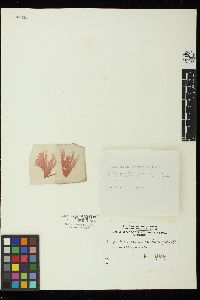 Myriogramme spectabilis image