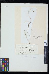 Nemalion helminthoides image