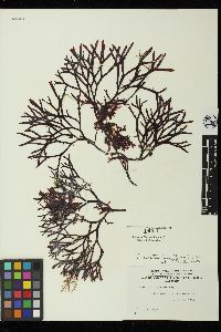Prionitis australis image