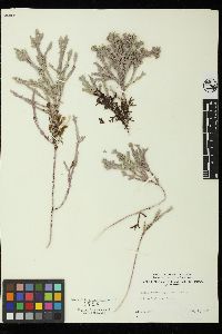 Ptilothamnionopsis lejolisea image