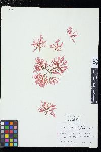 Branchioglossum bipinnatifidum image