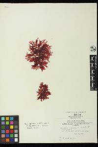 Cryptopleura rosacea image