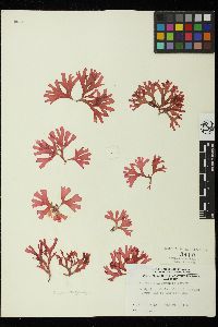 Fauchea galapagensis image