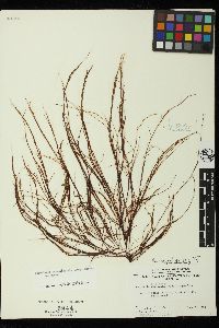 Gracilariopsis lemaneiformis image