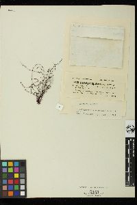 Gracilariophila oryzoides image