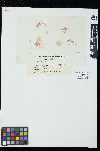 Griffithsia pacifica image