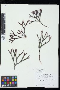 Ahnfeltiopsis linearis image