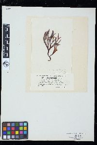 Gymnogongrus platyphyllus image