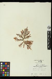 Laurencia spectabilis image