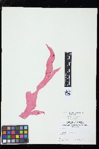 Wildemania occidentalis image