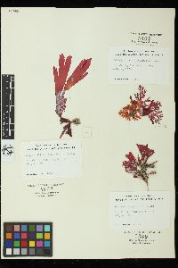 Callophyllis crenulata image