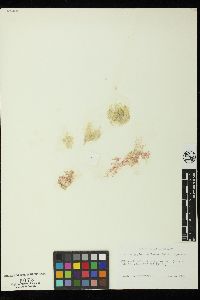 Acrosymphyton caribaeum image