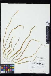 Scytosiphon lomentaria image