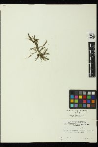 Cladophora graminea image