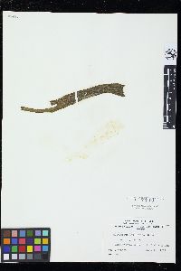 Feldmannia simplex image