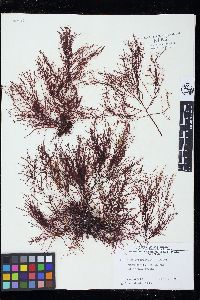 Gelidium arborescens image