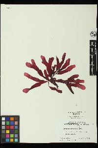 Ozophora latifolia image