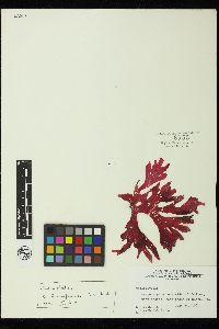 Callophyllis thompsonii image