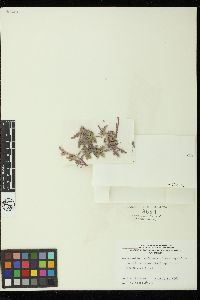 Colaconema amphiroae image