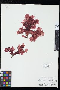 Hymenena cuneifolia image