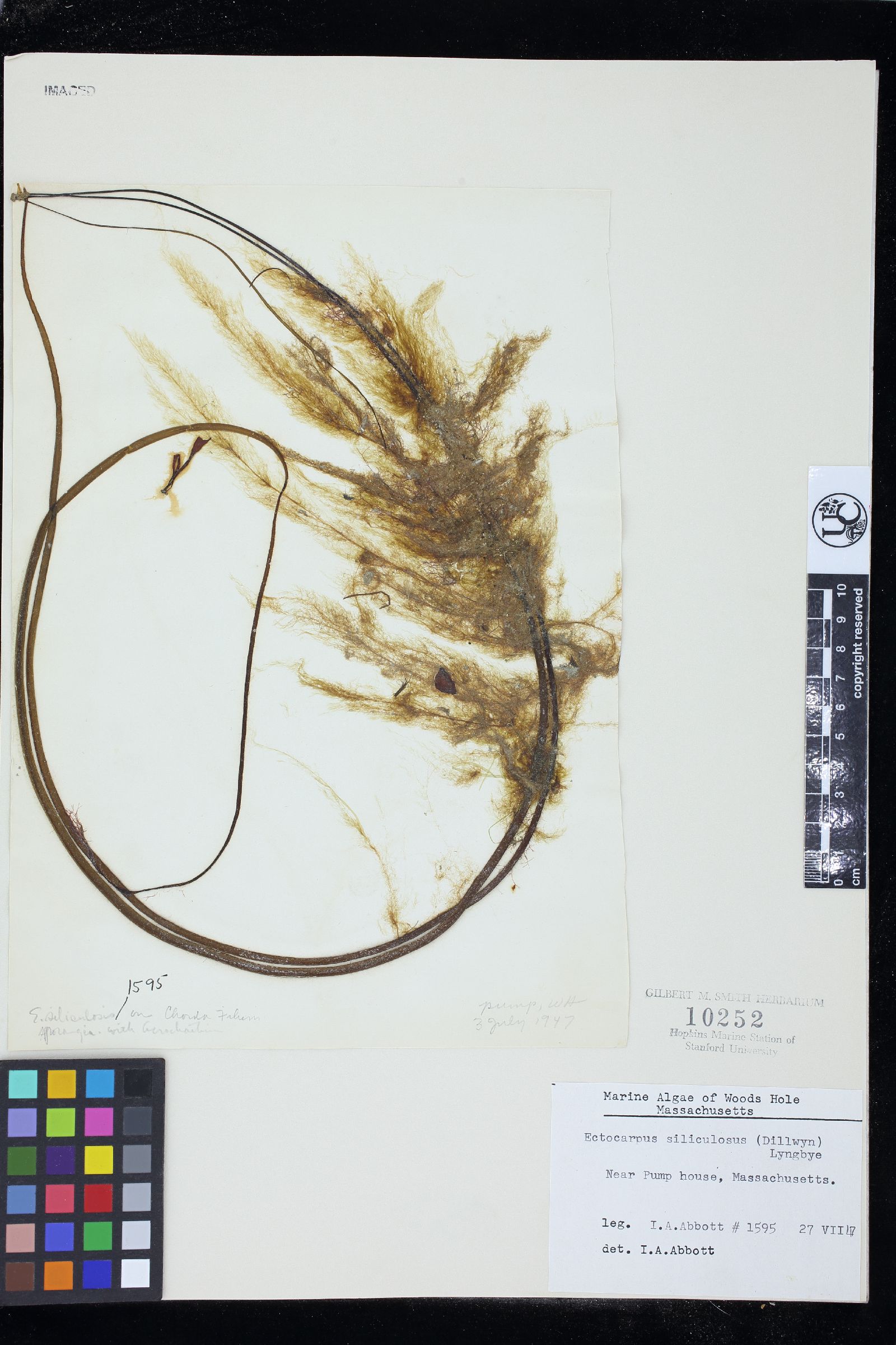 Ectocarpus siliculosus image