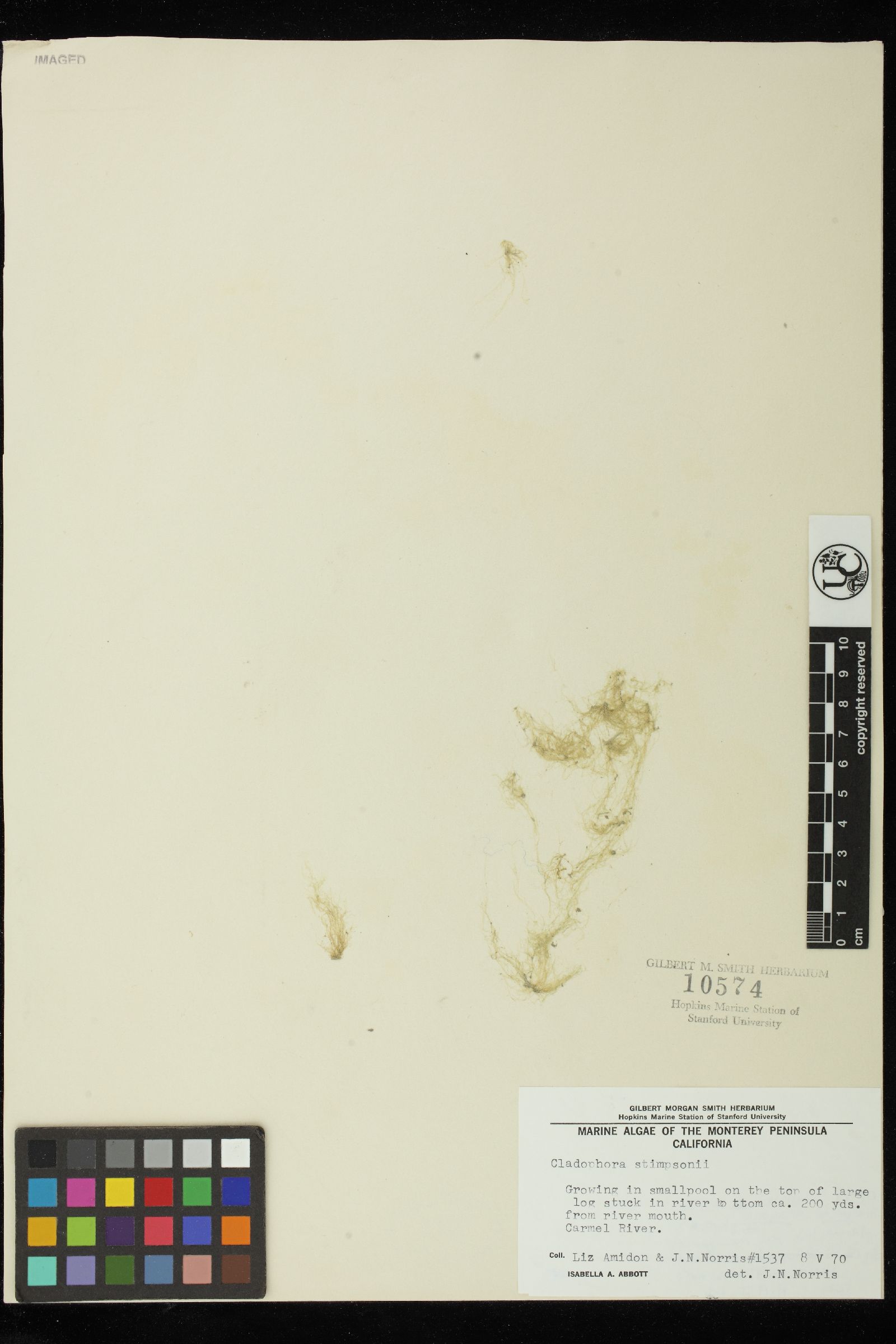 Cladophora stimpsonii image