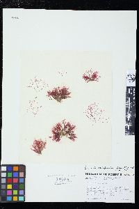 Image of Bornetia californica