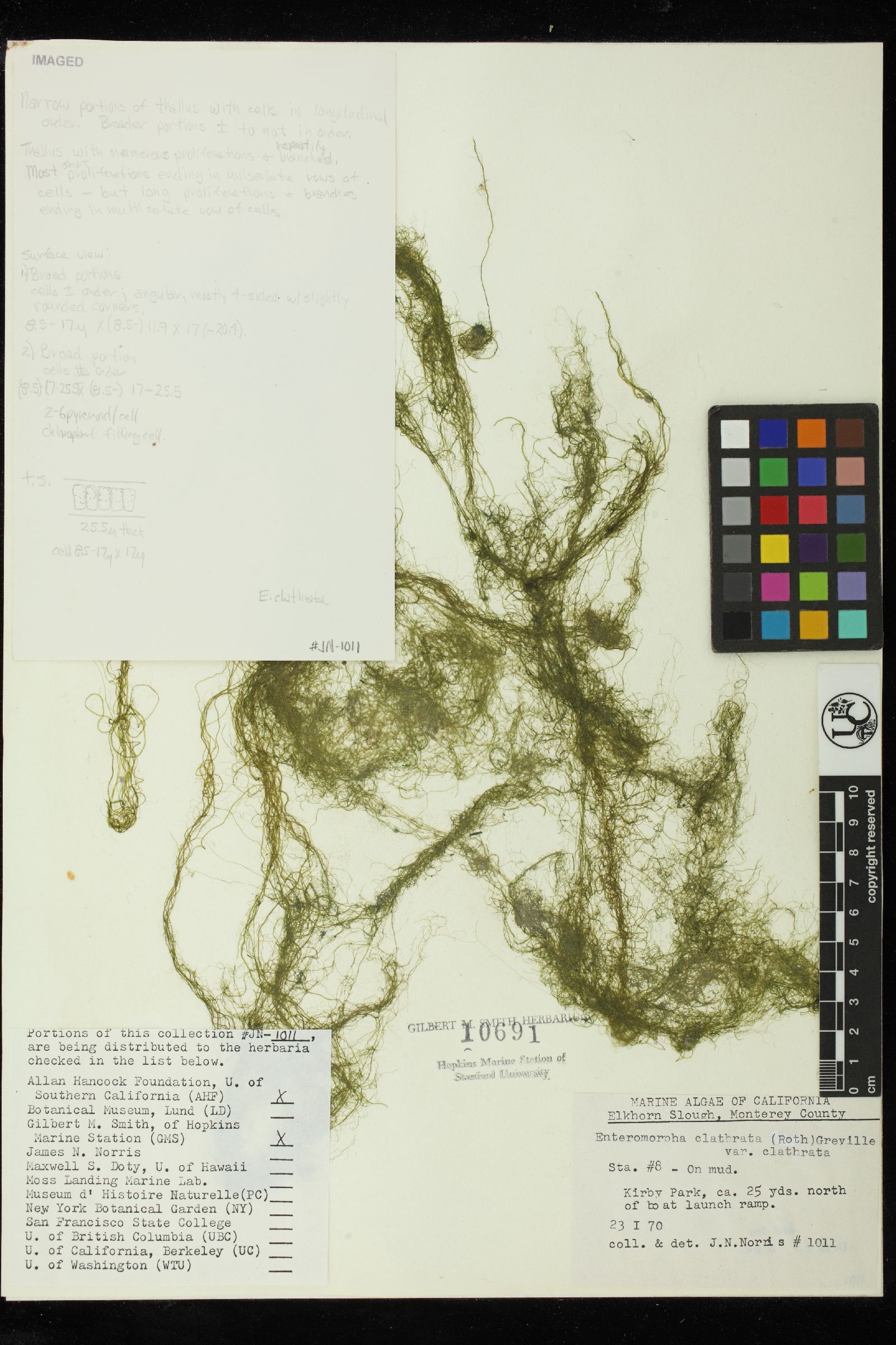 Enteromorpha clathrata f. foeniculacea image