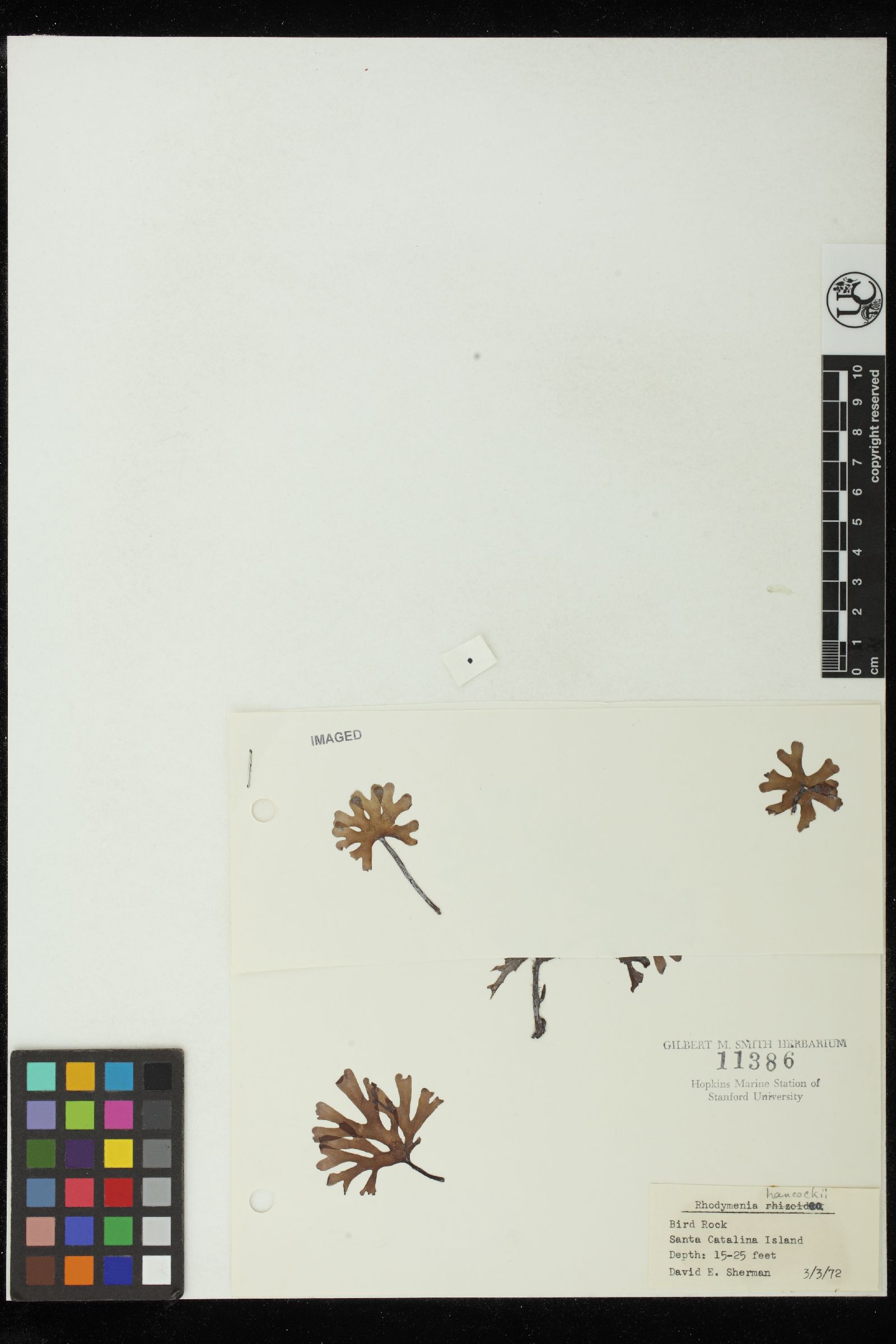 Rhodymenia hancockii image