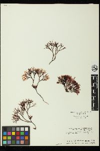 Ahnfeltiopsis gigartinoides image