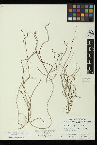 Gracilariopsis lemaneiformis image