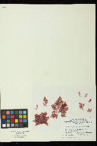 Heterosiphonia japonica image