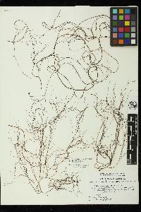 Gracilariopsis lemaneiformis image