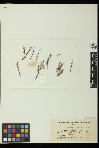 Pterosiphonia dendroidea image