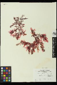 Nitophyllum hollenbergii image
