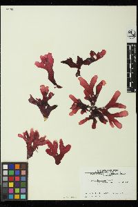 Ozophora latifolia image