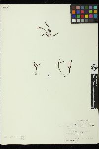 Gracilaria robusta image