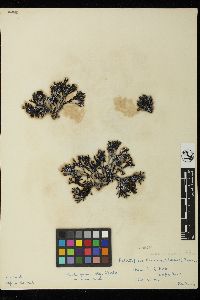Pelvetiopsis arborescens image