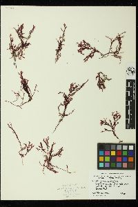 Erythroglossum californicum image