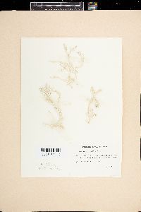 Halimeda gracilis image