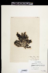Cystophora brownii image
